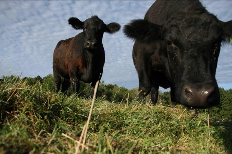 Bulk Beef Options
