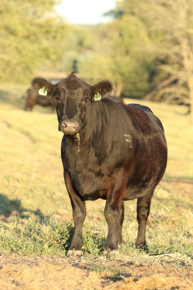Brock Farms Beef – Brock Farms Freezer Beef